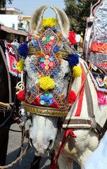 Obraz premium Close up of white horse with colorful decorated head dress for a wedding ceremony in Orchha, India