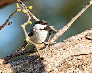 Black Capped Chickadee