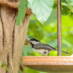 Black Capped Chickadee