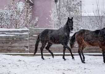 Beautiful horses frolic during snowfall in winter