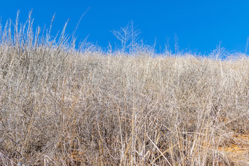 Blue sky over thick dry brush on winter afternoon for backgrounds