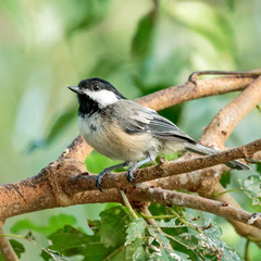 Black Capped Chickadee