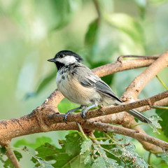 Black Capped Chickadee