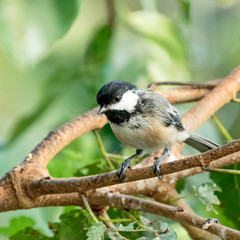 Black Capped Chickadee