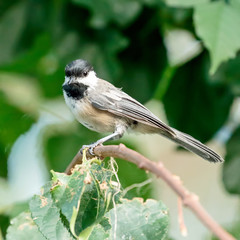 Black Capped Chickadee