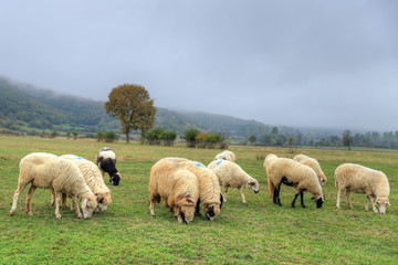 Obraz premium Flock of sheeps in a meadow on green grass