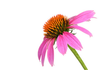 Echinacea Flower (Cone Flower) against White BG - obrazy, fototapety, plakaty