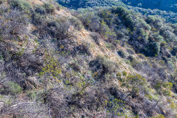 Winter chaparral and brush in California southern forest on clear sunny day