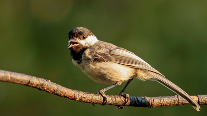 Black Capped Chickadee
