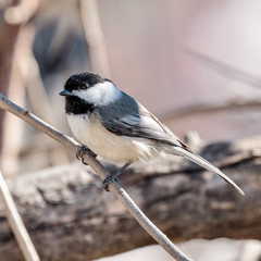 Black Capped Chickadee