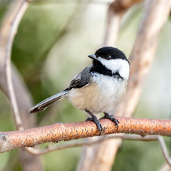 Black Capped Chickadee