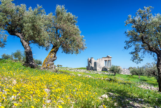 Wildflowers and Ruins of Dougga