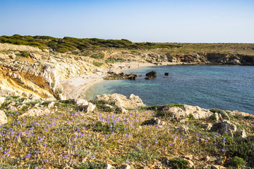 Small violet flowers near Cala Rotonda beach at Favignana, Aegadian Islands, Sicily, Italy