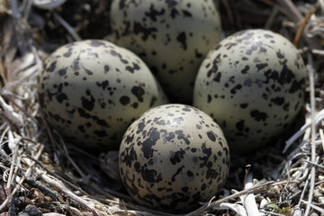 Four Semipalmated Plover (Charadrius semipalmatus) eggs in a nest surrounded by twigs near Arviat, Nunavut, Canada
