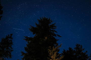 stars and starlight up over fir treesin washington