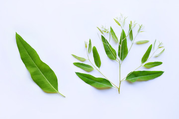 Eucalyptus leave and branch on white