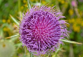 Alien Flower