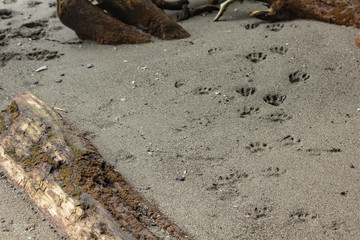 paw prints leading along the sandy beaach