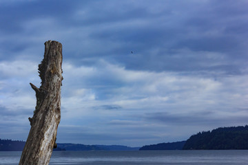 piece of driftwood against cloudy skys near puget sound