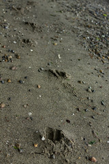 prints leading along sand of beach in washington