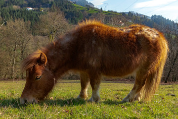 Horse grazing in a field in Europe