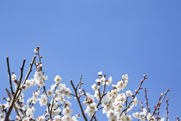 吉野公園の梅園