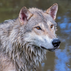 Portrait of a Wet Tundra Wolf
