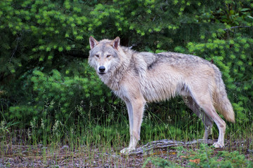 Obraz premium Tundra Wolf Standing in Front of a Bright Green Pine Forest
