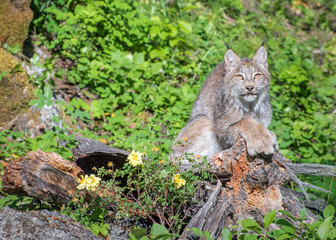 Naklejka na ściany i meble Canada Lynx Sitting on Top of a Hollow Log