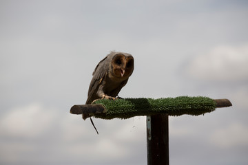 Owl