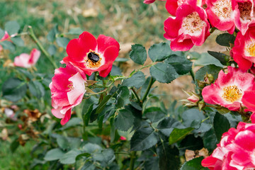 Obraz na płótnie Canvas red and white mixed colored roses with bee