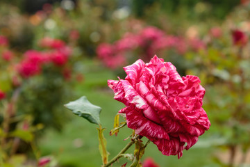 red and pink rose in garden with green background