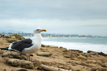 Closeup of a seagull looking out at the ocean in the early morning.