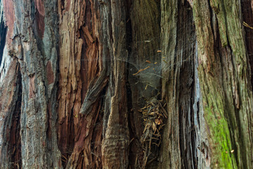 old growth tree in washington with webs and dust