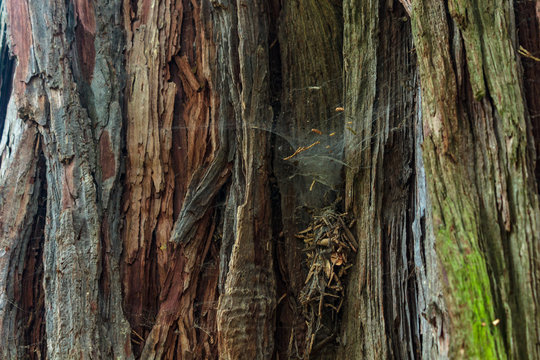 old growth tree in washington with webs and dust