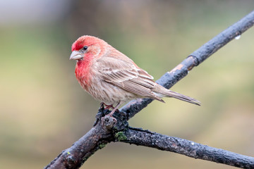 House Finch
