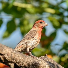 House Finch