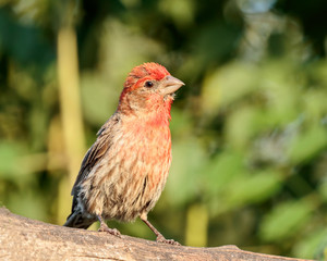 House Finch