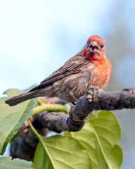 House Finch