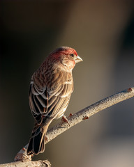 House Finch
