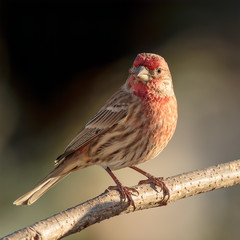 House Finch