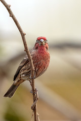 House Finch