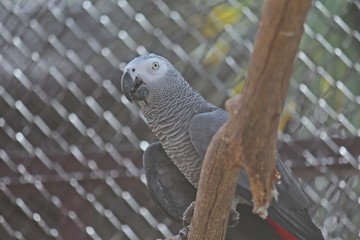 Animal,  keep it for the conservation and for people to see,  it is in KAO SUAN KWANG zoo at KHON KAEN province THAILAND.