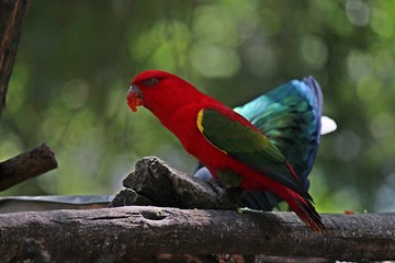 Animals,  keep them for the conservation and for people to see,  they are in KAO SUAN KWANG zoo at KHON KAEN province THAILAND.