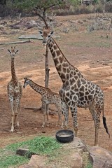 Animals,  keep them for the conservation and for people to see,  they are in KAO SUAN KWANG zoo at KHON KAEN province THAILAND.