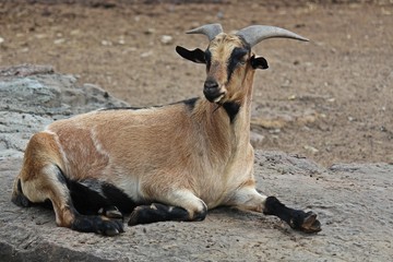 Animal,  keep it for the conservation and for people to see,  it is in KAO SUAN KWANG zoo at KHON KAEN province THAILAND.