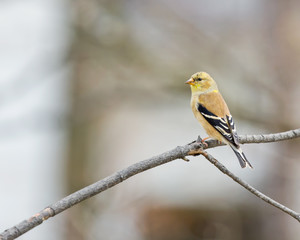 Goldfinch