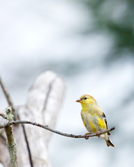 Goldfinch
