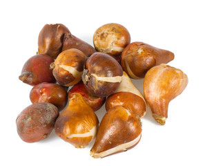 tulip bulbs isolated on white