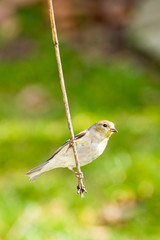 Goldfinch